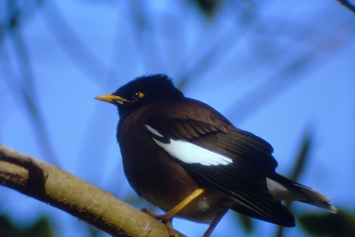 Common Myna - ML631194008
