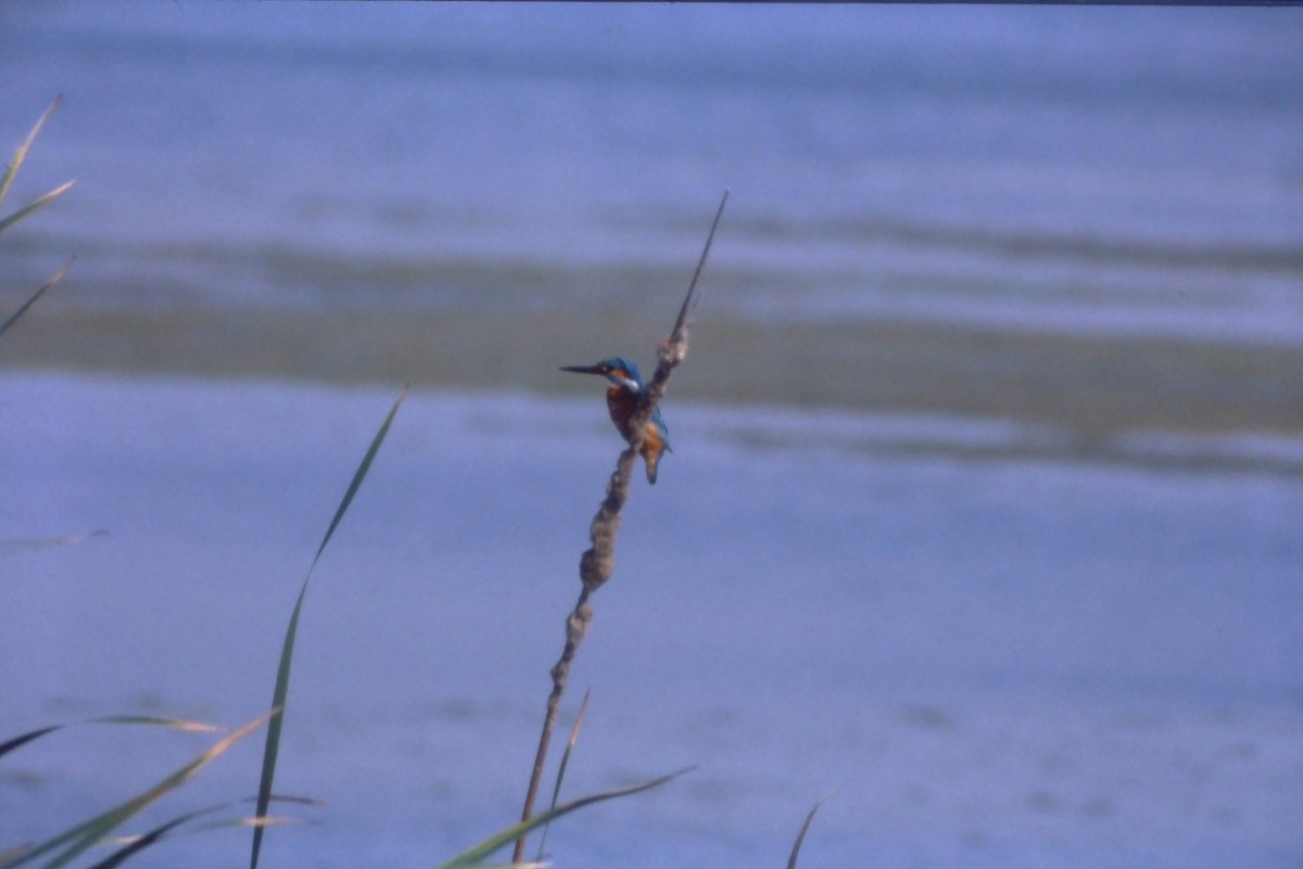 Common Kingfisher - ML631194068