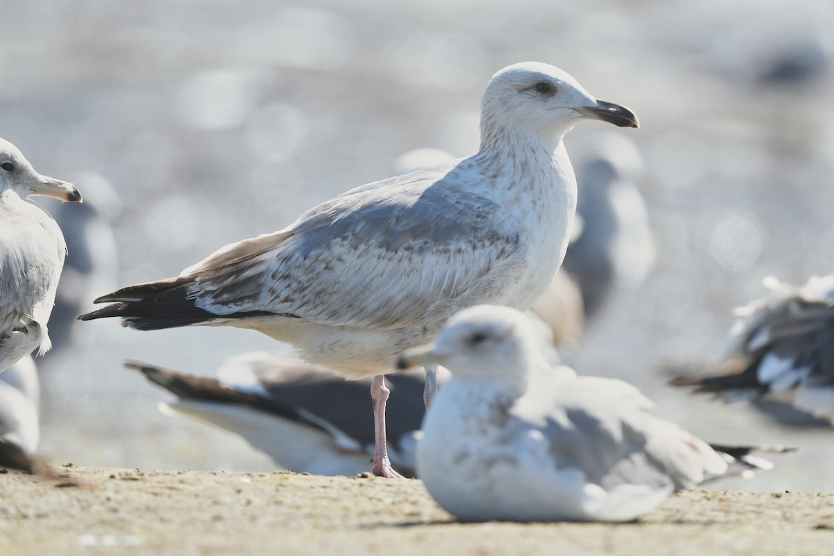 Vega Gull - ML631194276