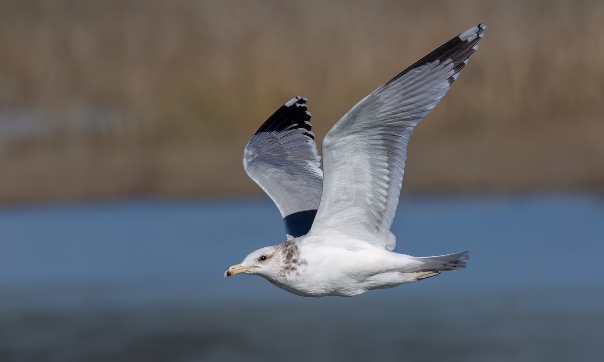 California Gull - ML631194387