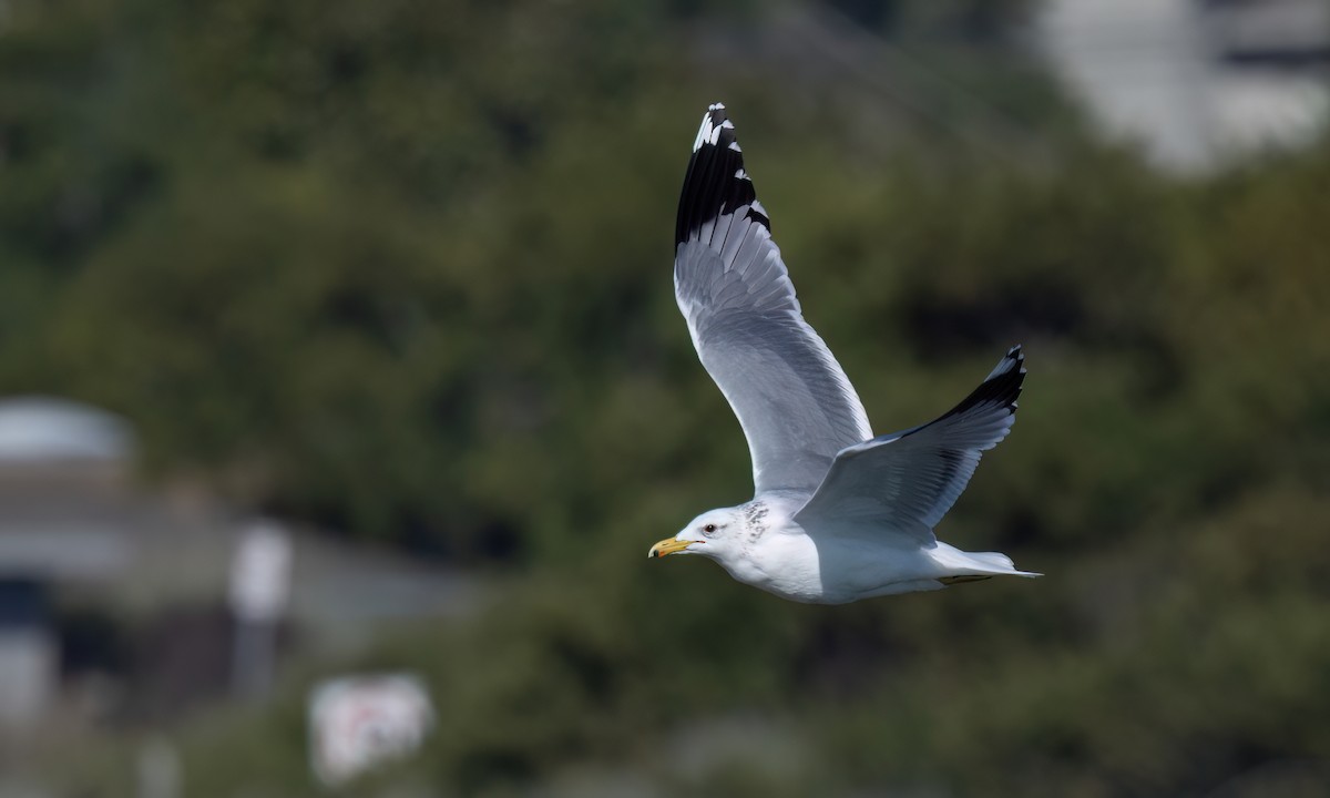 California Gull - ML631194388