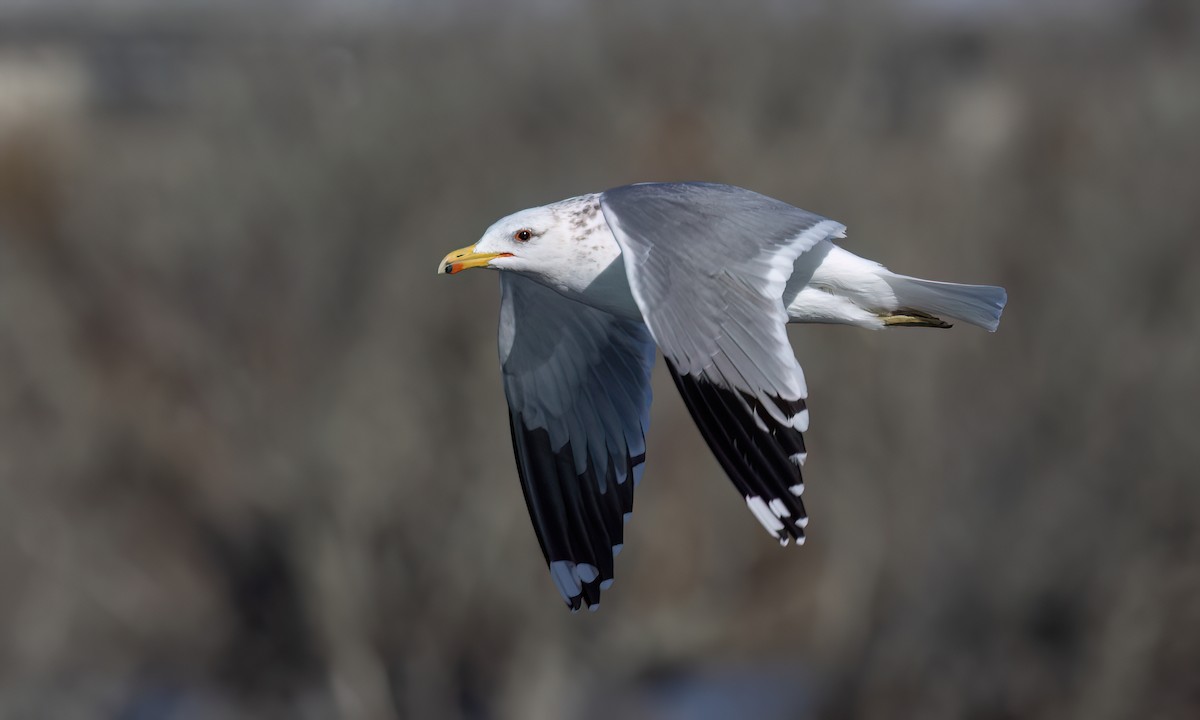 California Gull - ML631194389
