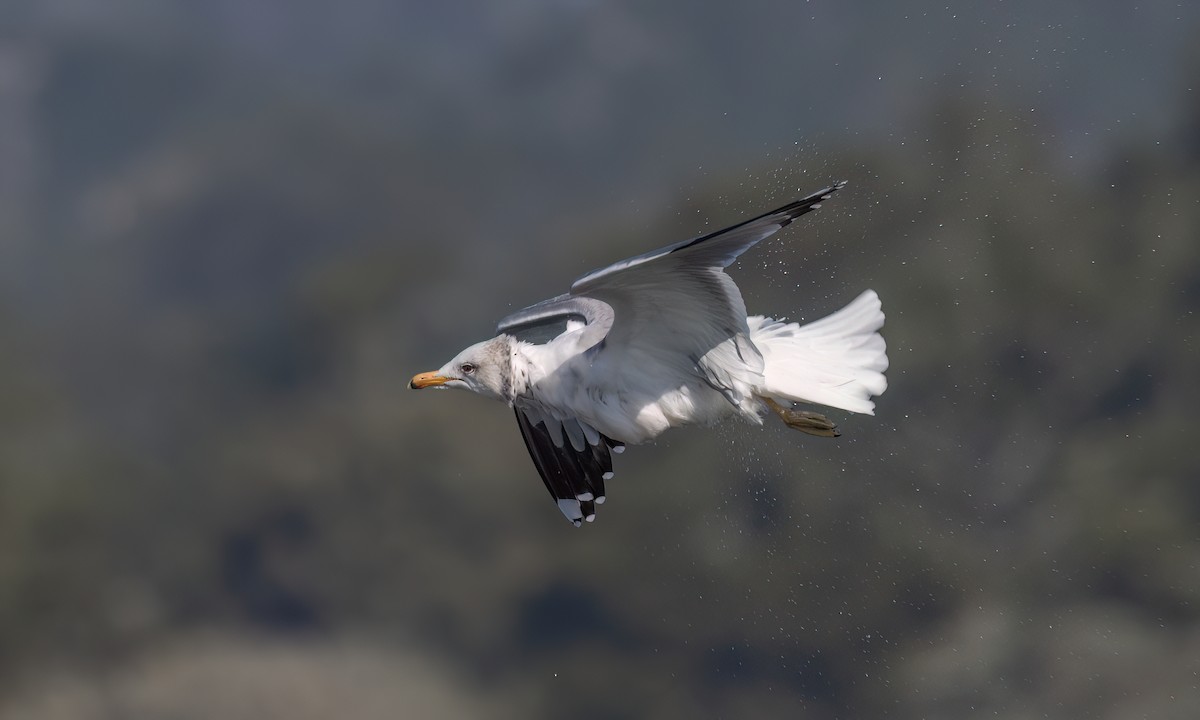 California Gull - ML631194390