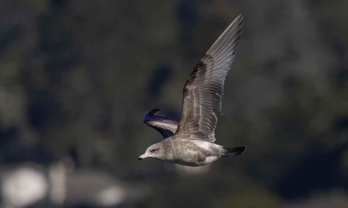 California Gull - ML631194391