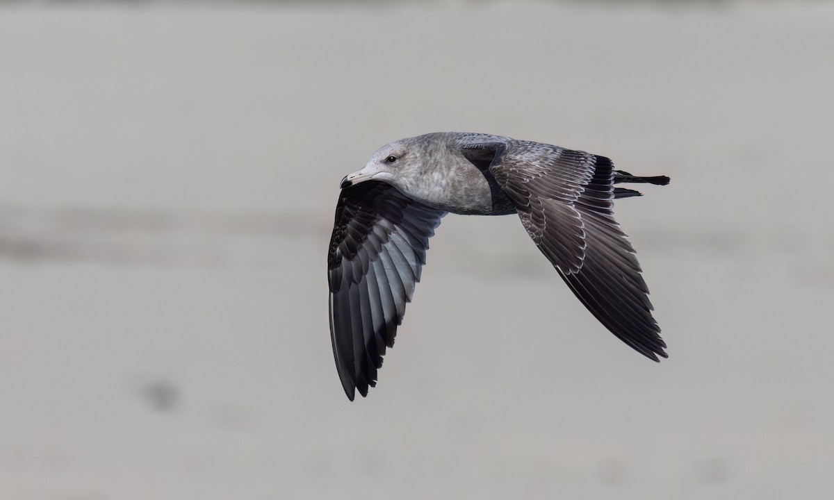 California Gull - ML631194392