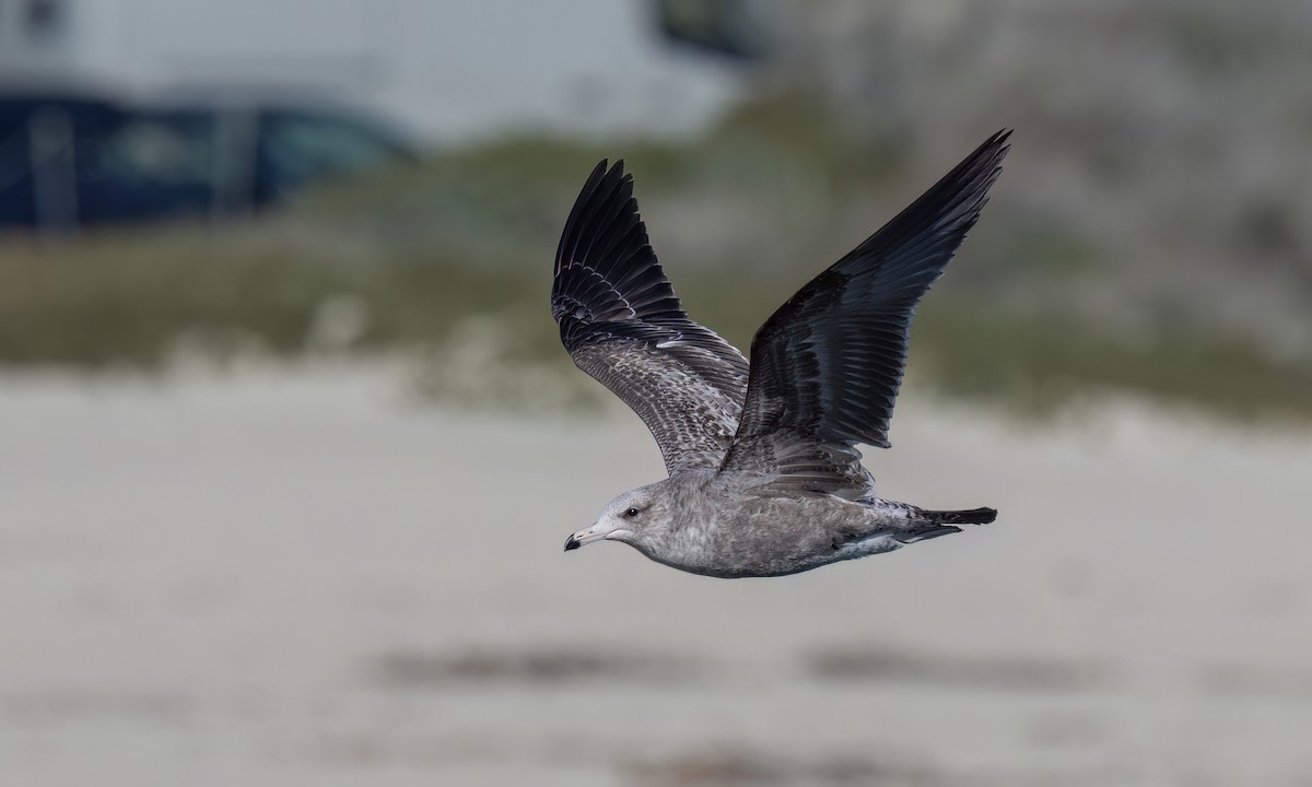 California Gull - ML631194393