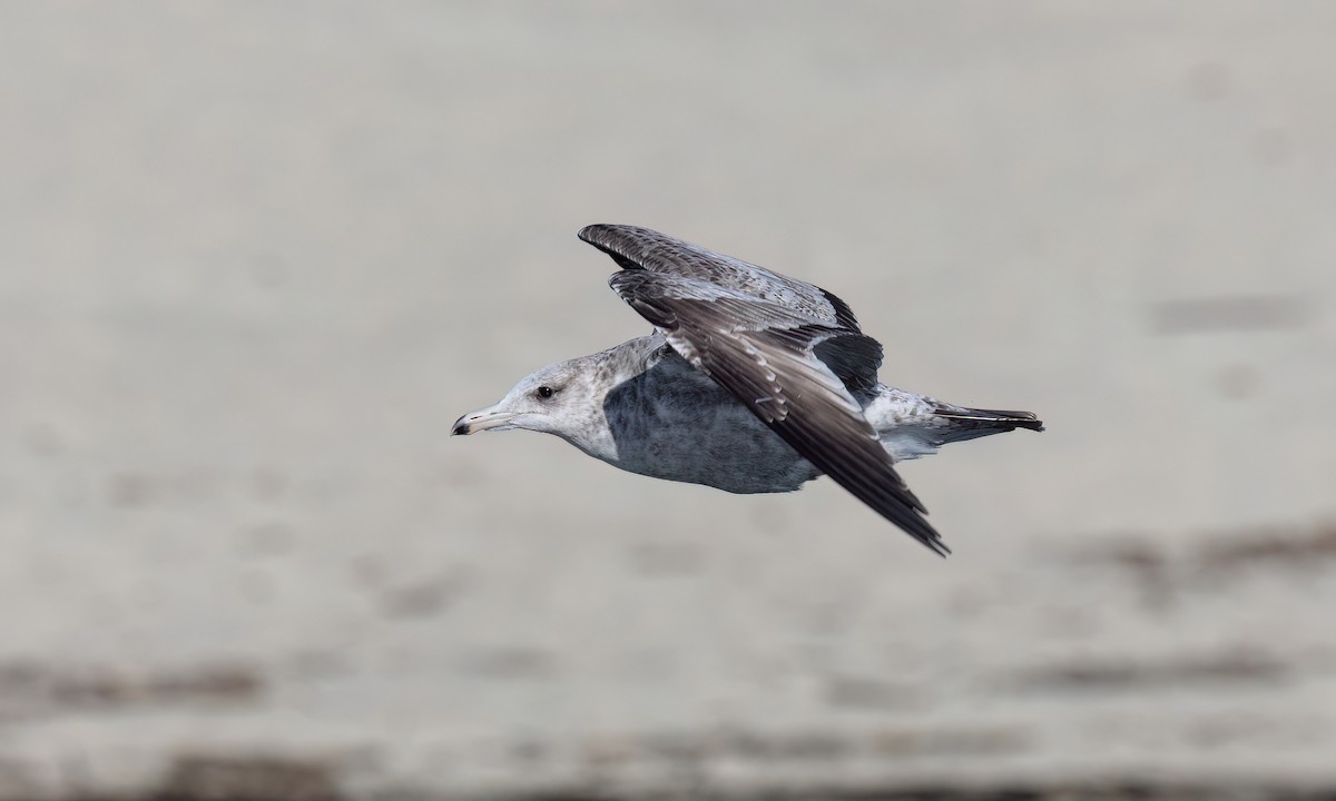 California Gull - ML631194395