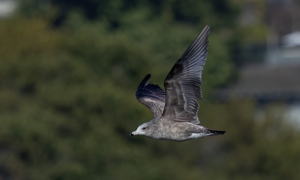 California Gull - ML631194397