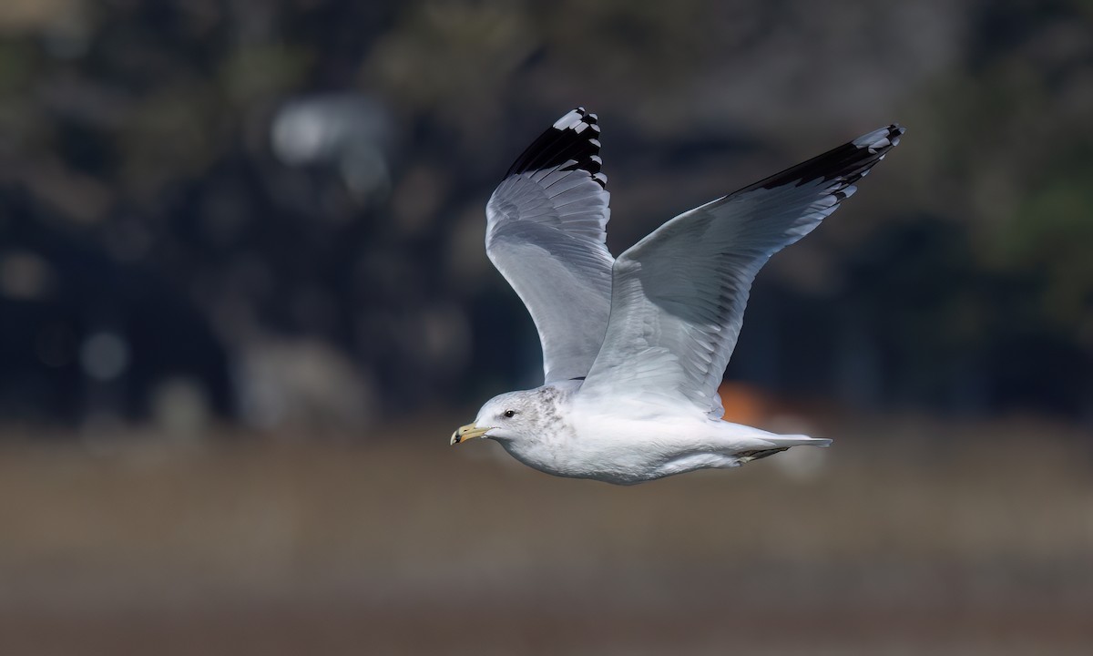 California Gull - ML631194398