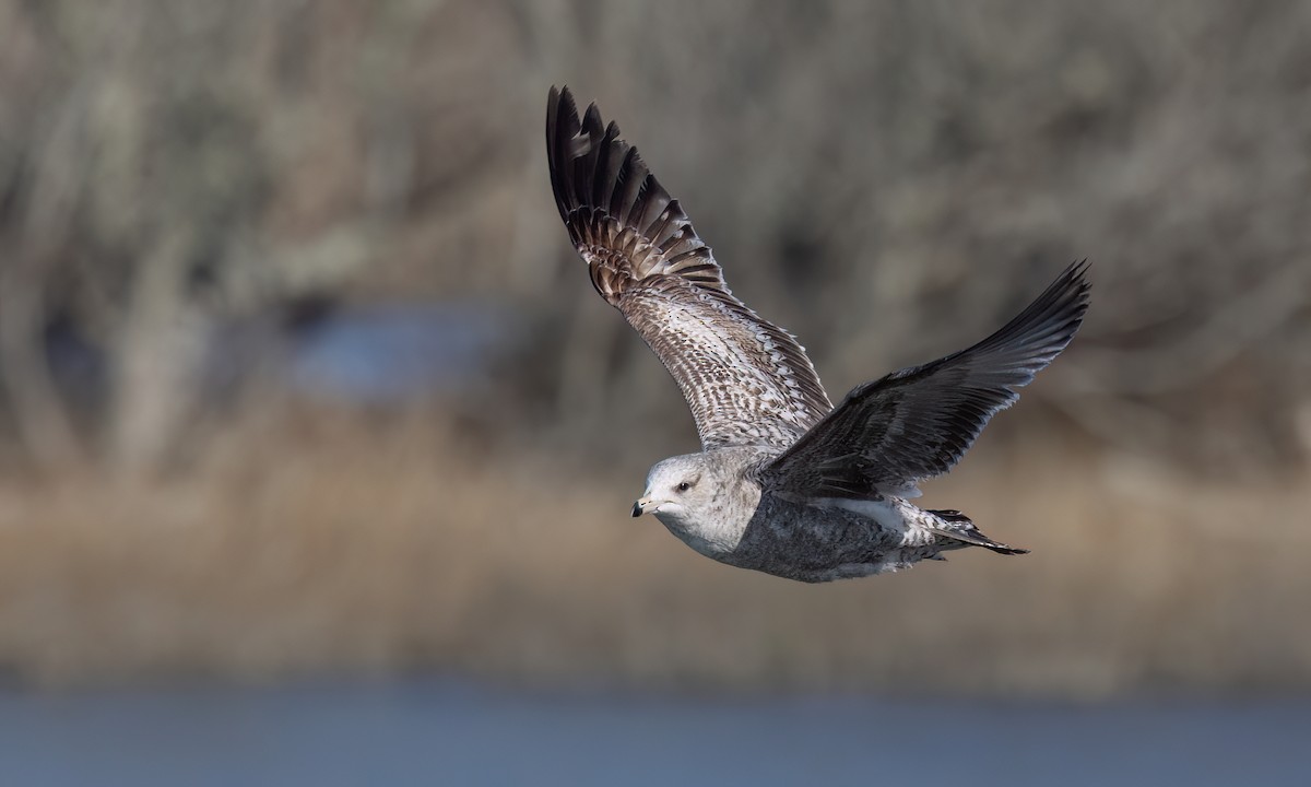 California Gull - ML631194399