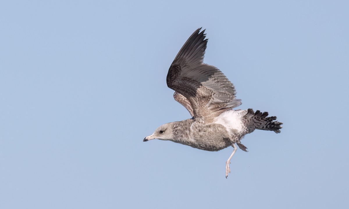 California Gull - ML631194400