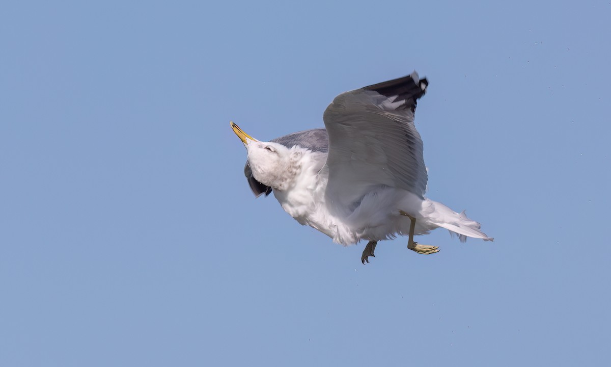 California Gull - ML631194406