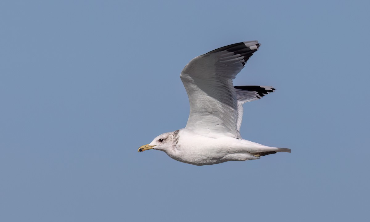 California Gull - ML631194407