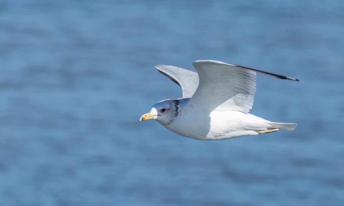 California Gull - ML631194408