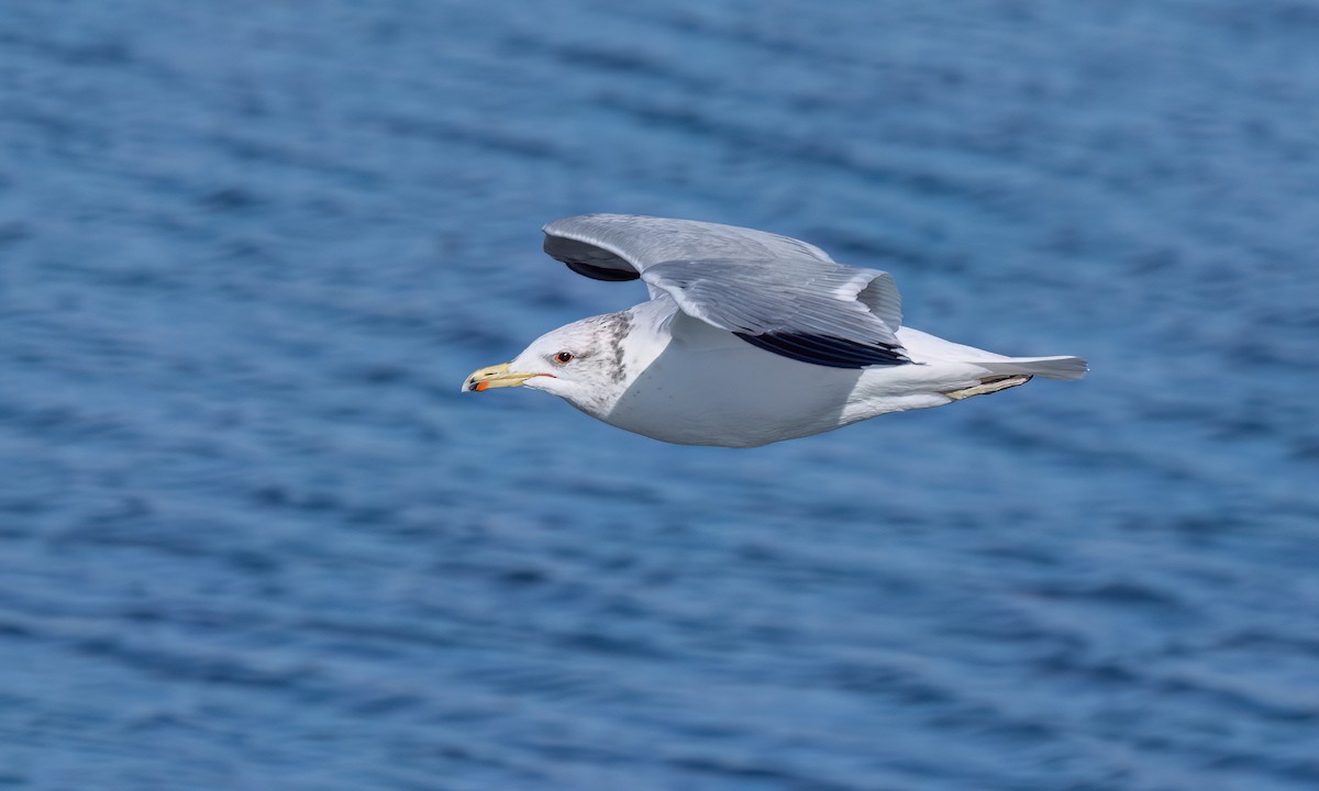 California Gull - ML631194409