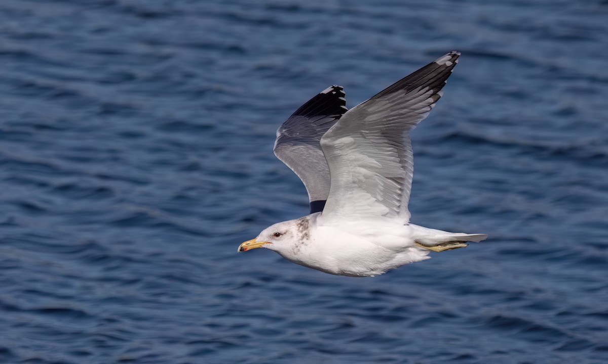 California Gull - ML631194410