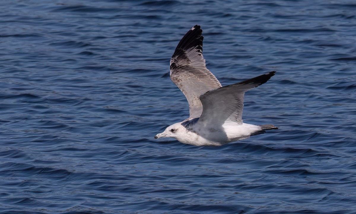 California Gull - ML631194411