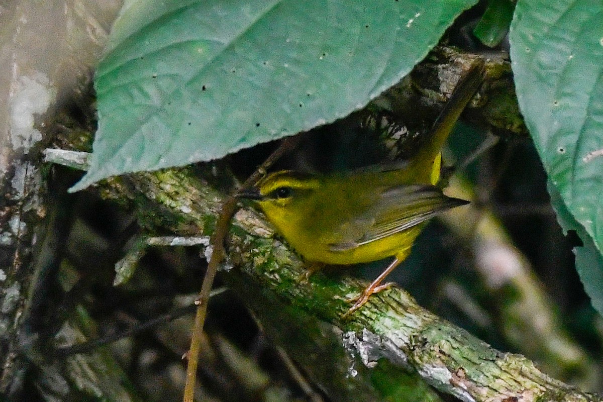 inkaparula - ML631194418
