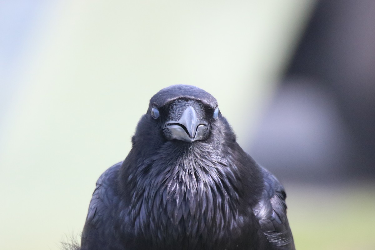 Common Raven - ML631194553