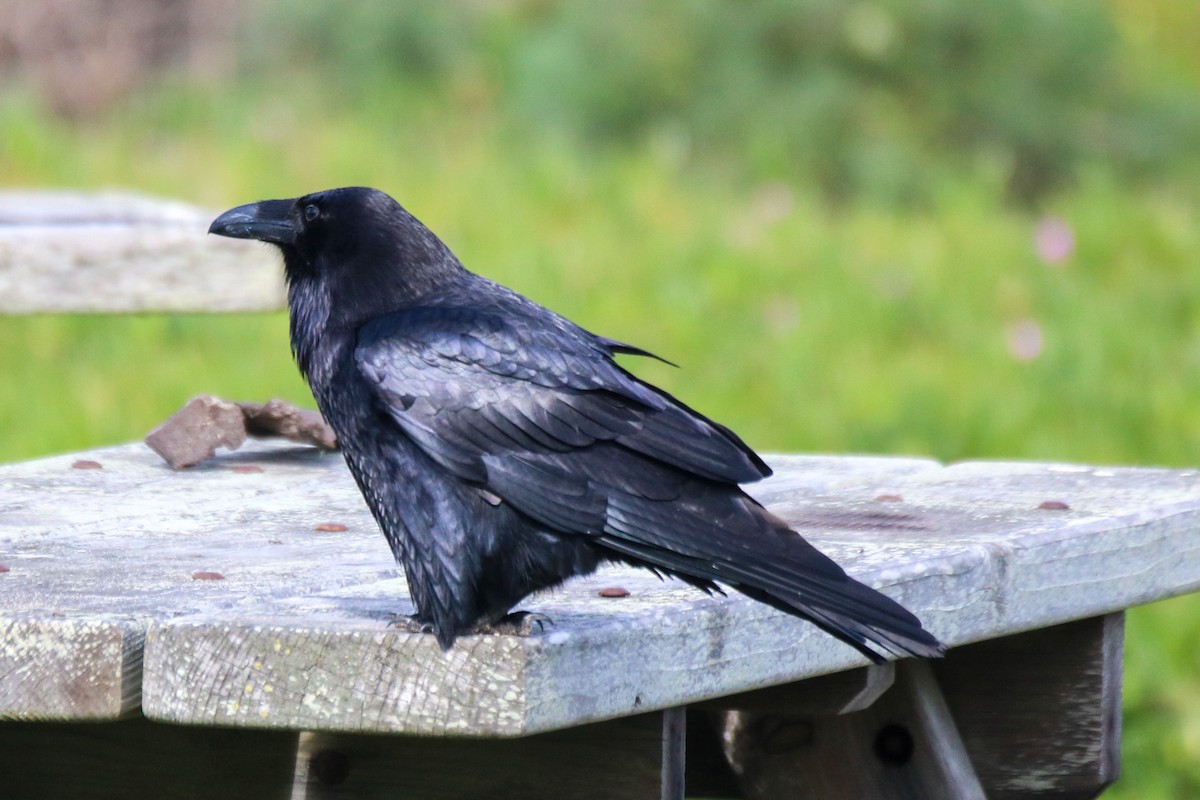 Common Raven - ML631194554
