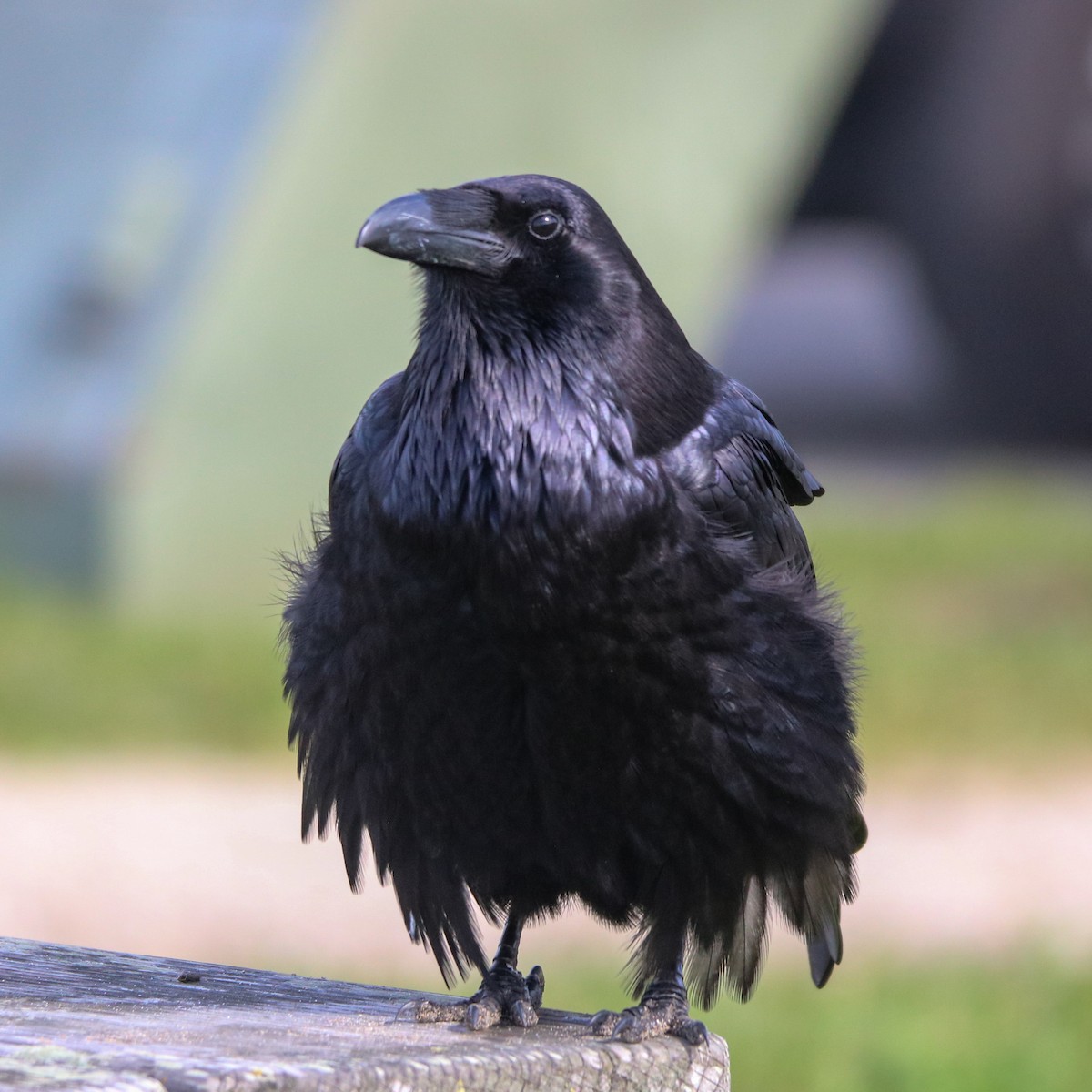 Common Raven - ML631194555