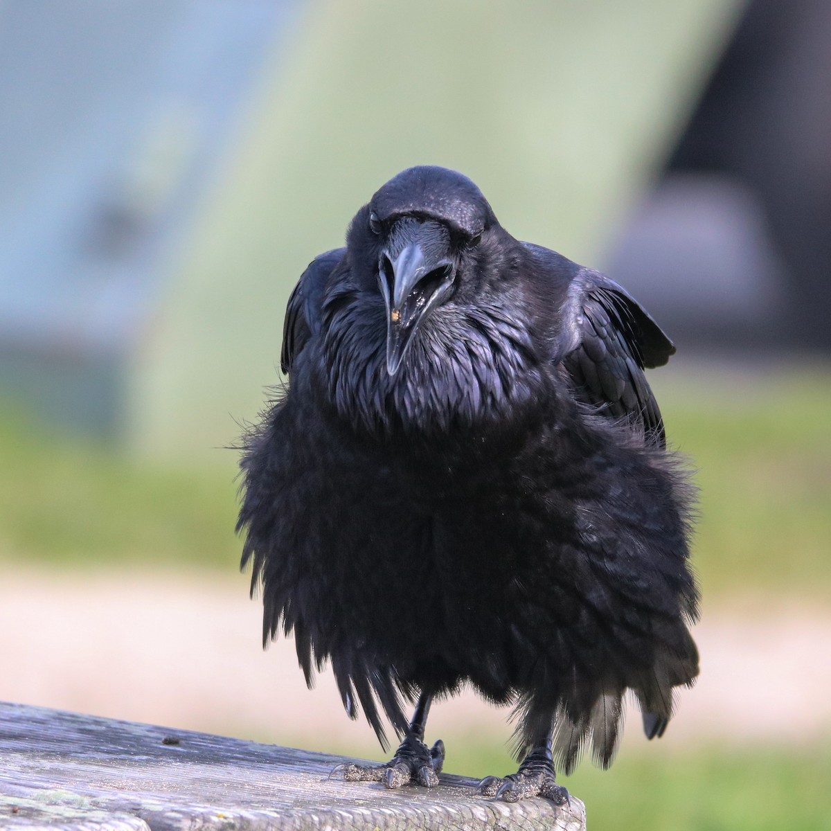 Common Raven - ML631194556