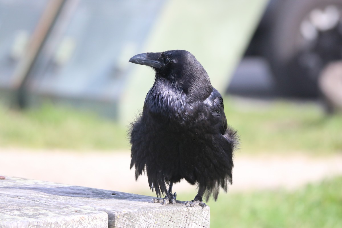 Common Raven - ML631194557