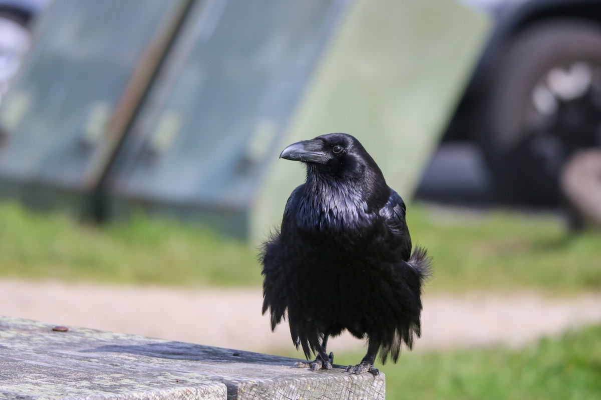 Common Raven - ML631194558