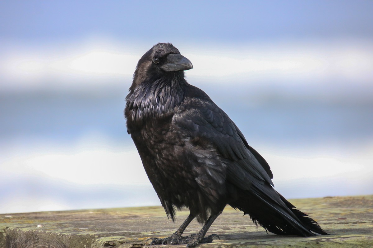 Common Raven - ML631194560