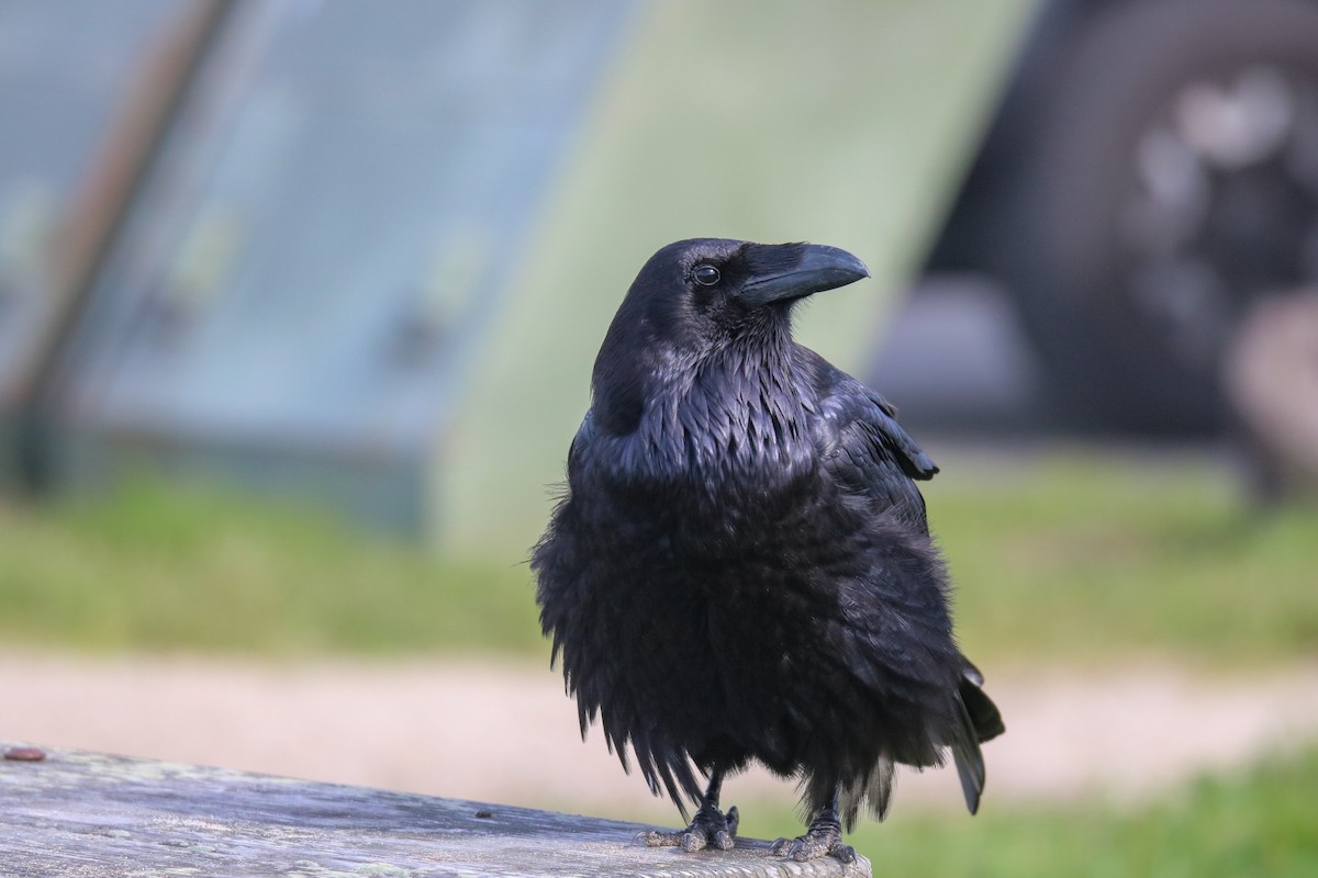 Common Raven - ML631194561