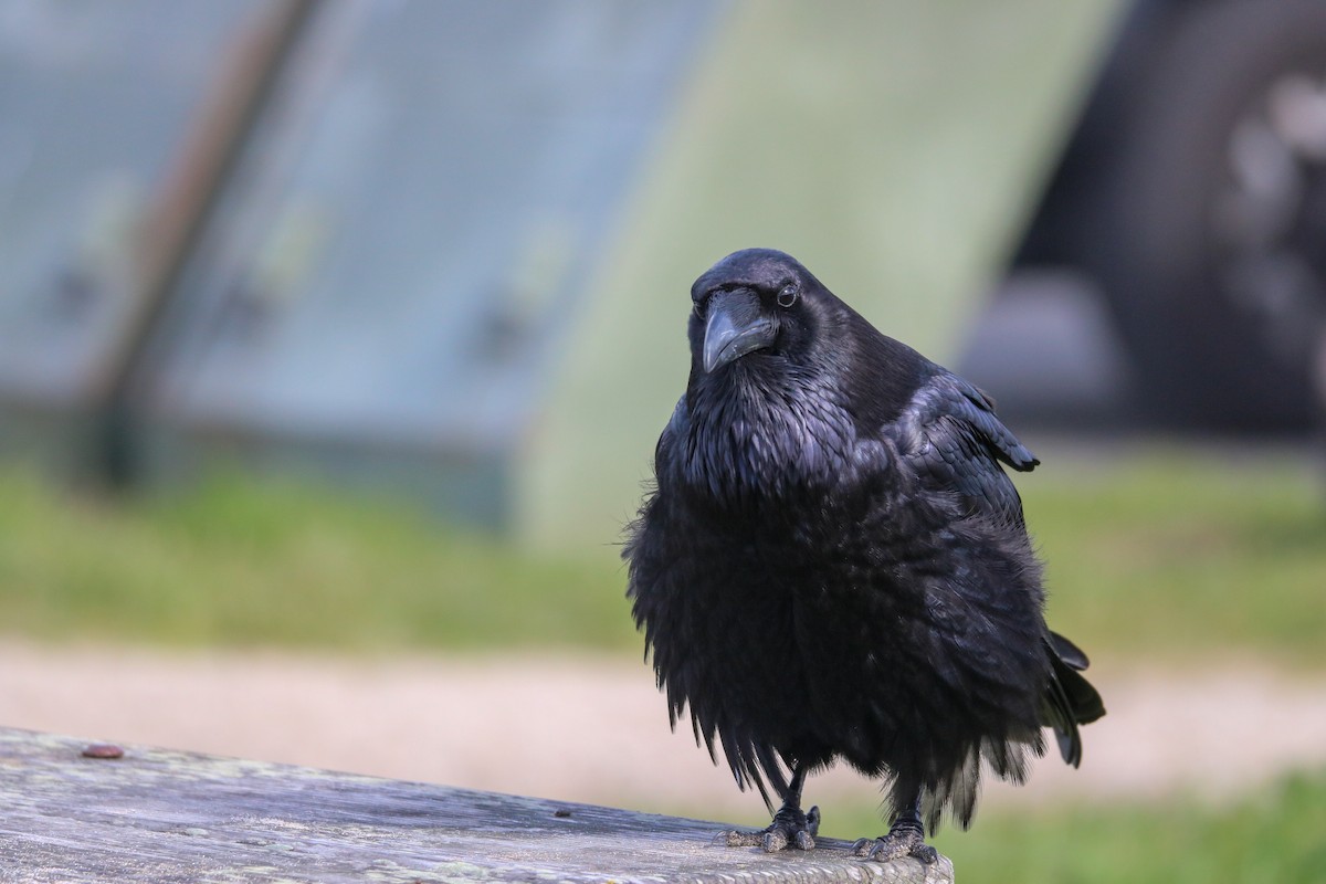 Common Raven - ML631194562