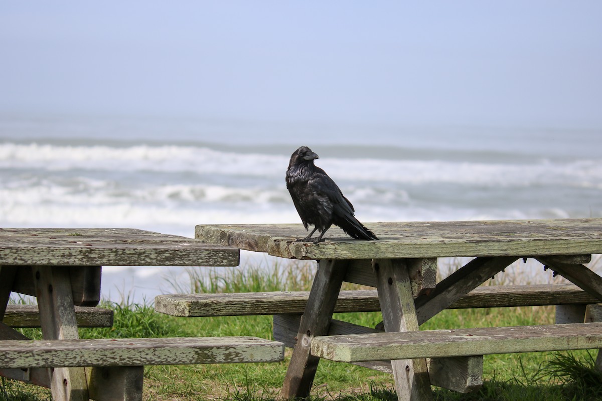 Common Raven - ML631194564
