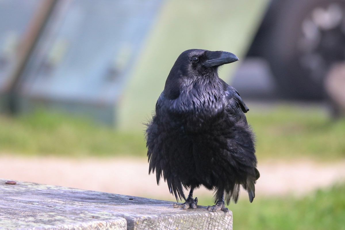 Common Raven - ML631194566