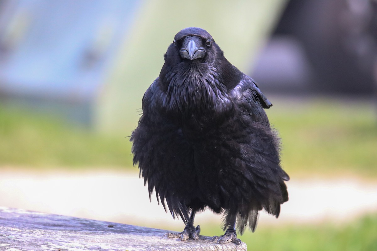 Common Raven - ML631194567