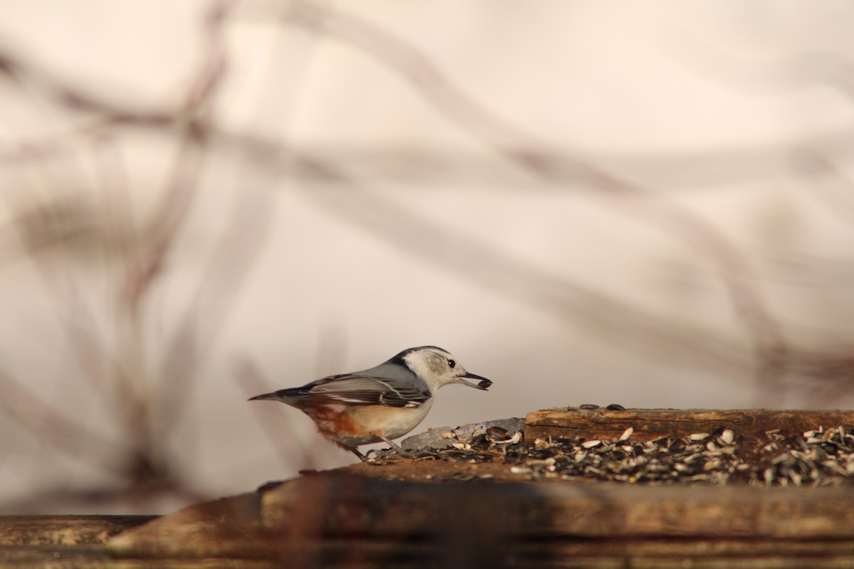White-breasted Nuthatch - ML631194655