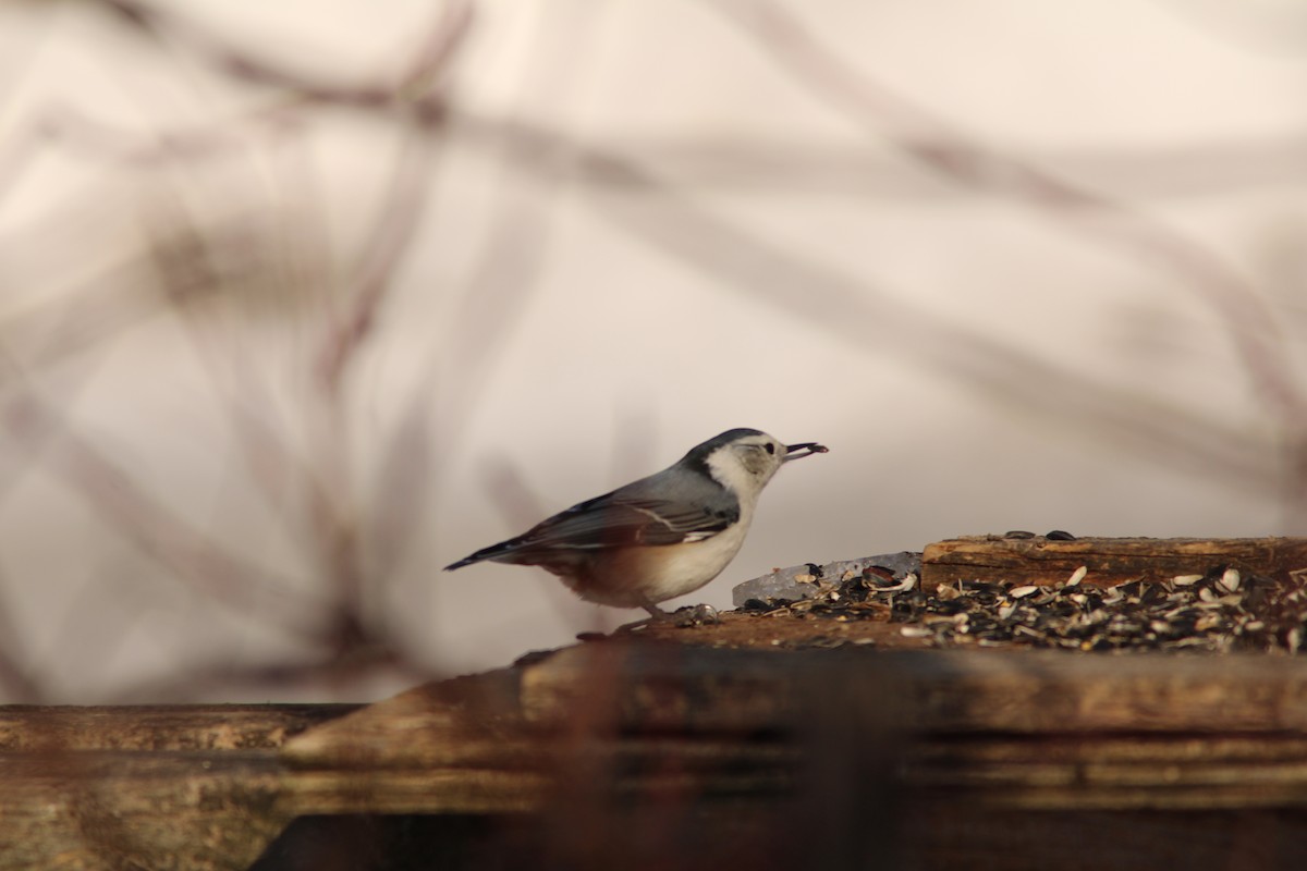 White-breasted Nuthatch - ML631194656