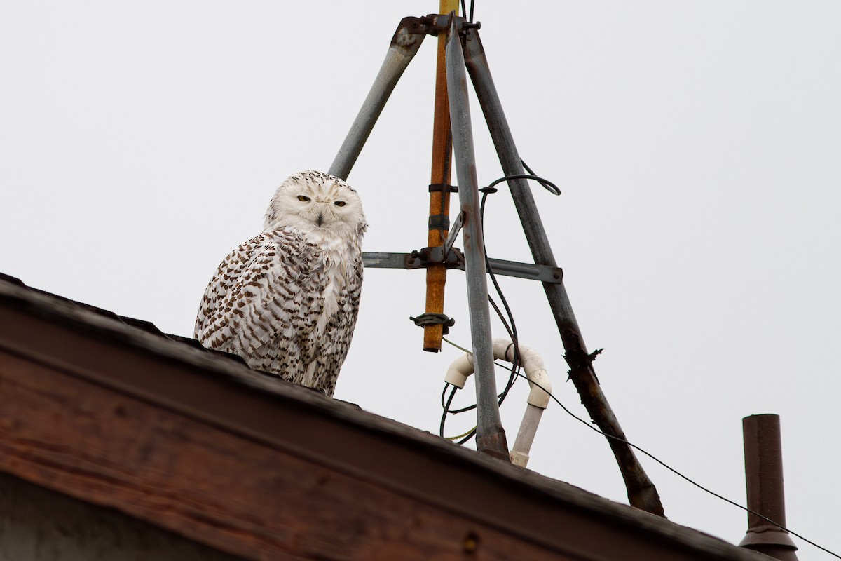 Snowy Owl - ML631194678