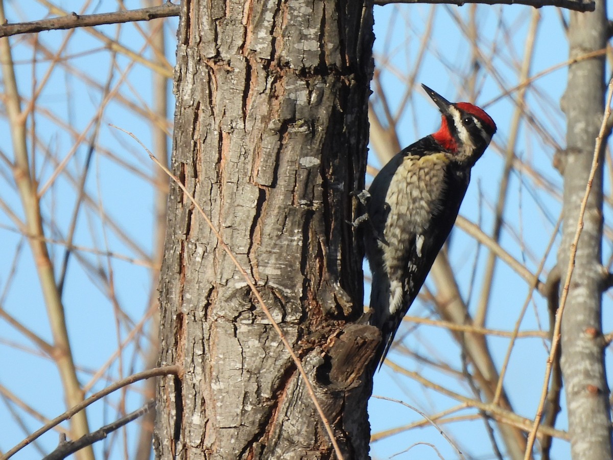 Red-naped Sapsucker - ML631194801