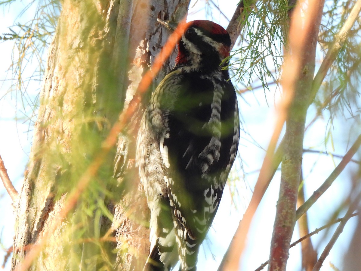 Red-naped Sapsucker - ML631194810
