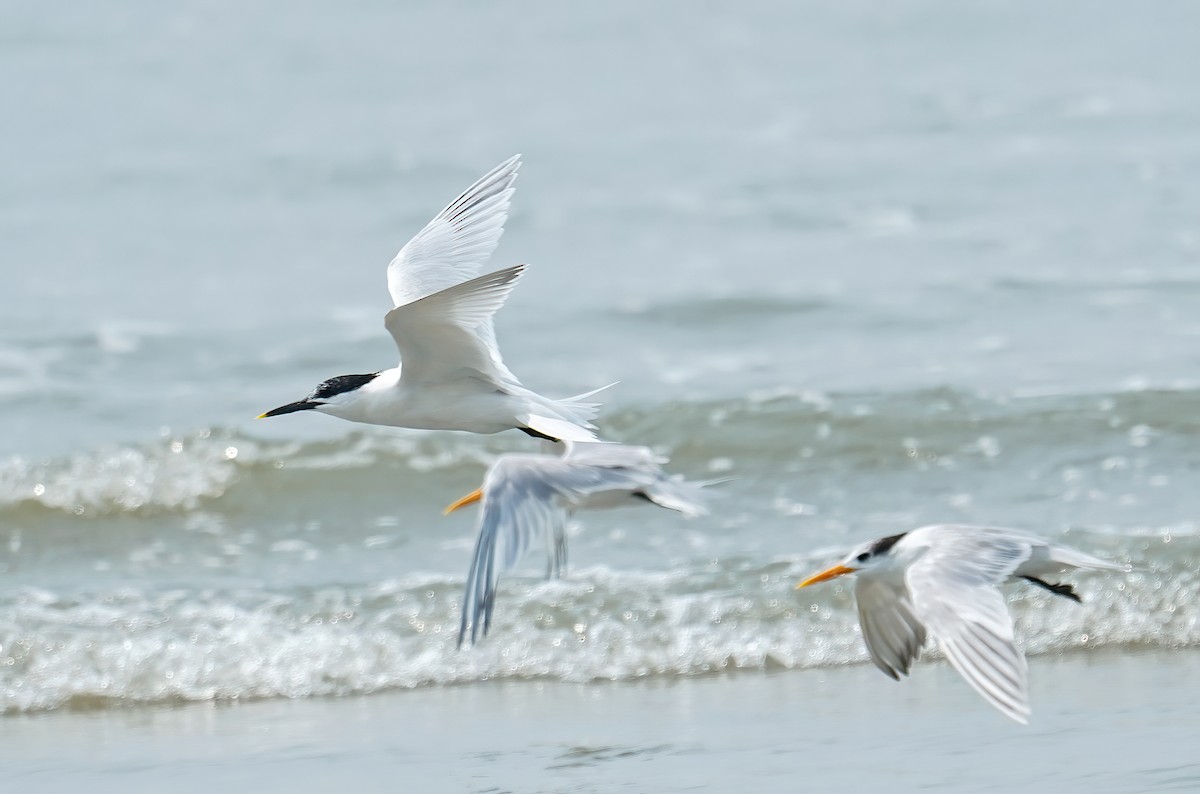 Sandwich Tern - ML631195029