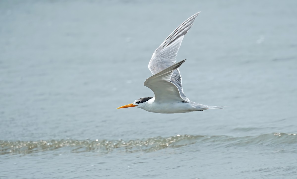 Lesser Crested Tern - ML631195039