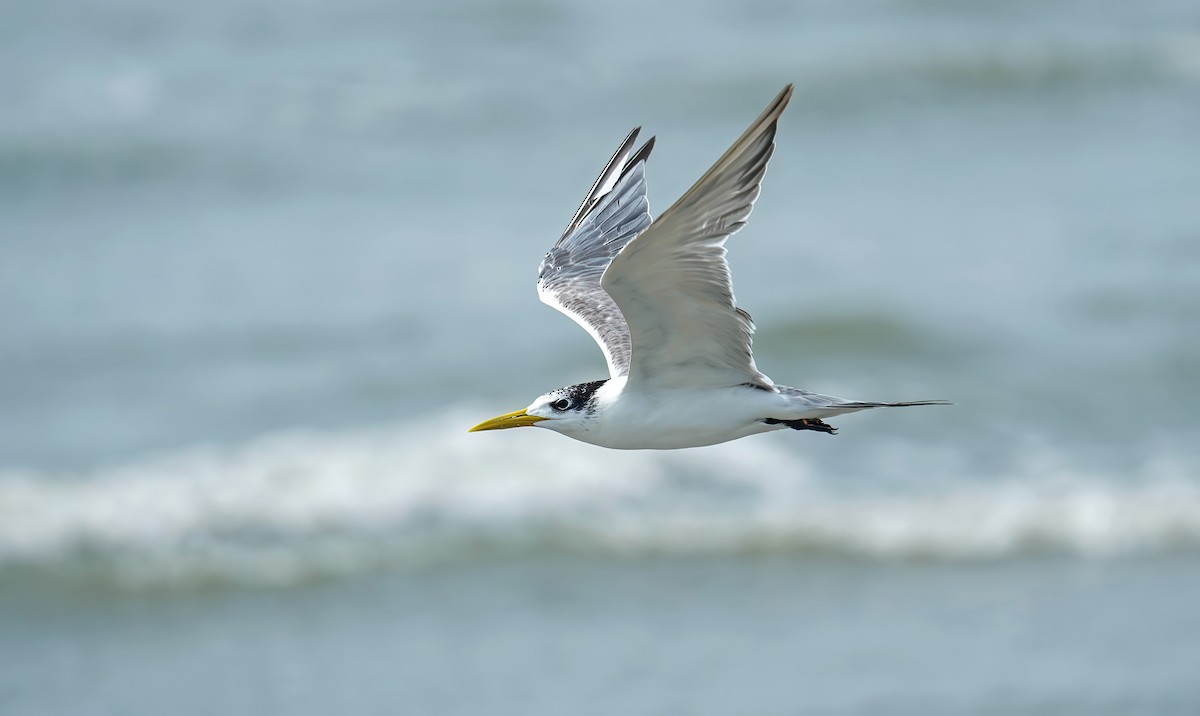 Great Crested Tern - ML631195050