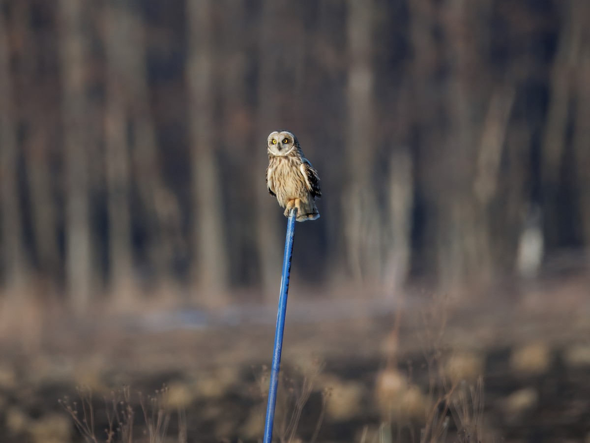 Short-eared Owl - ML631195058