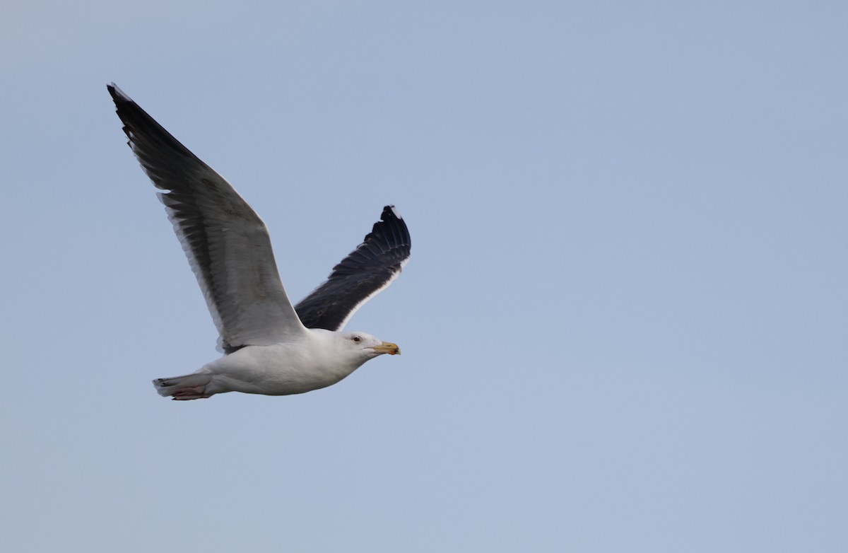 Great Black-backed Gull - ML631195170