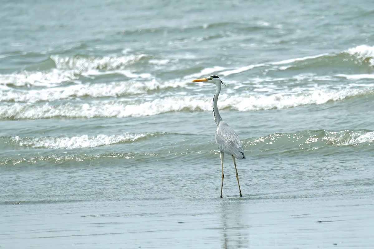 Gray Heron - ML631195303