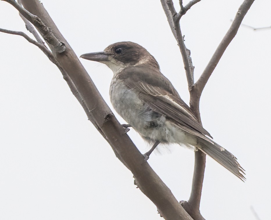 Gray Butcherbird - ML631195567
