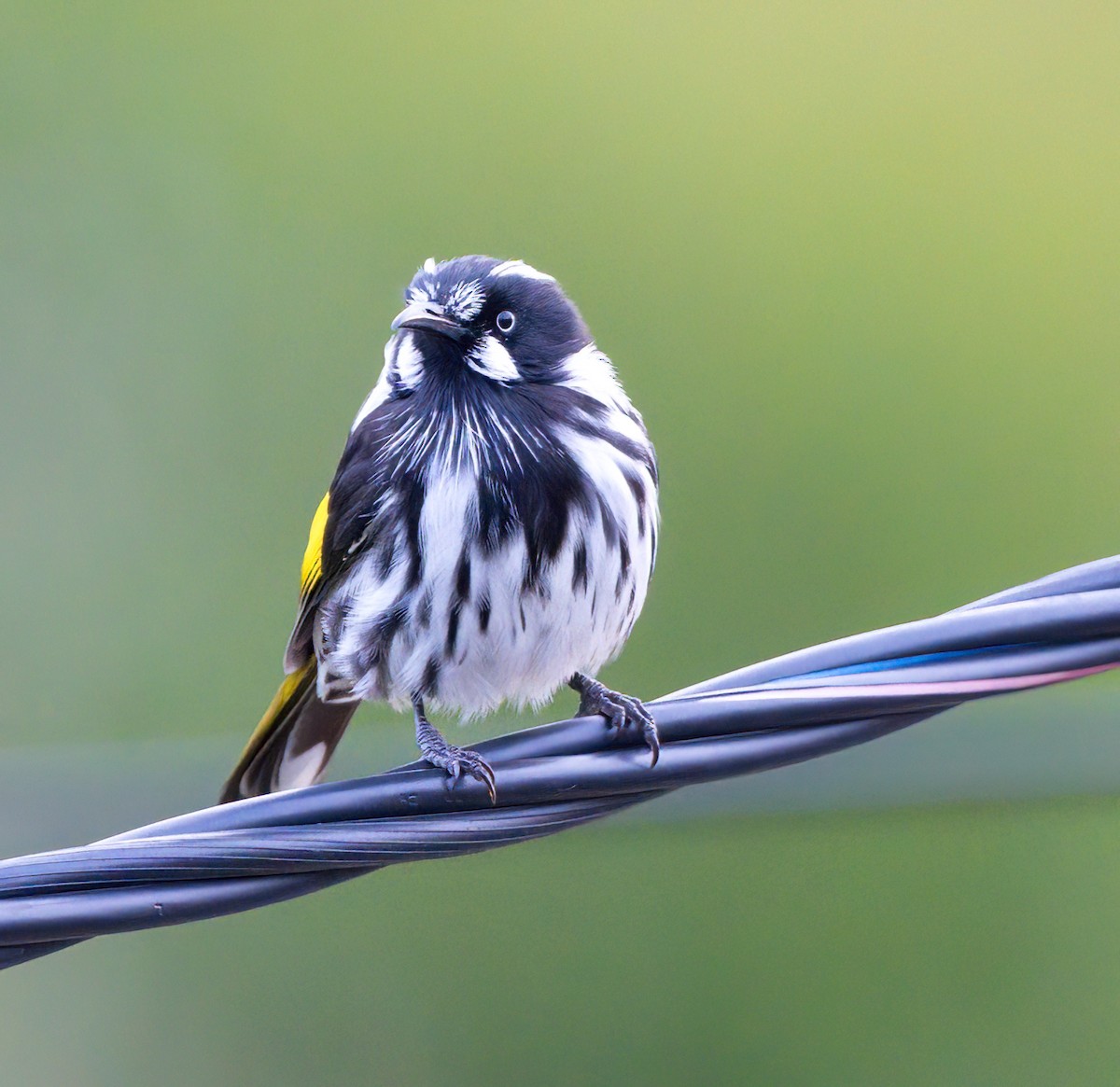 New Holland Honeyeater - ML631195570