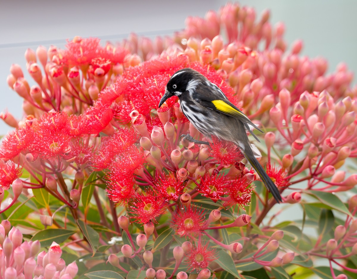 New Holland Honeyeater - ML631195572