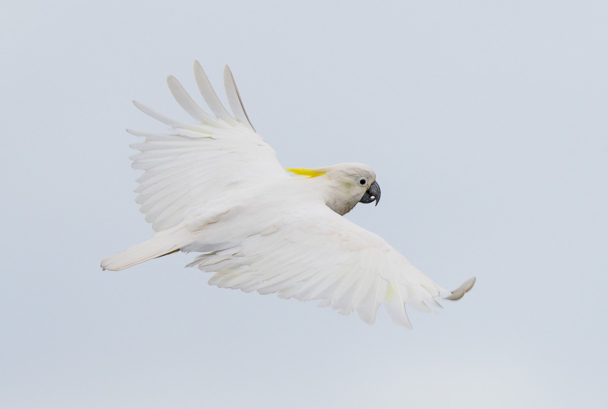 Sulphur-crested Cockatoo - ML631195579