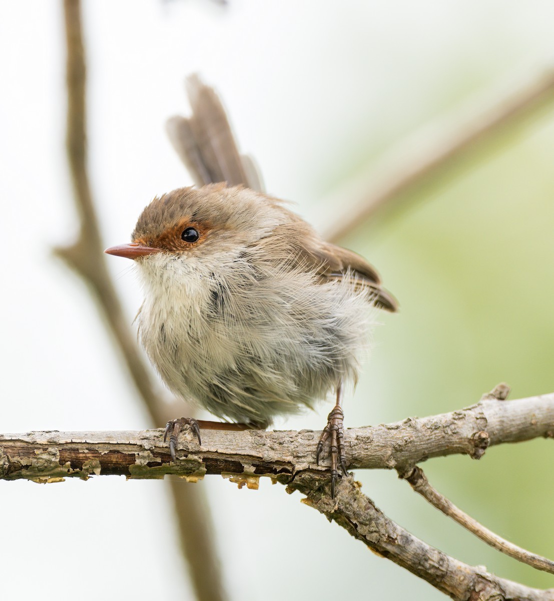 Superb Fairywren - ML631195587